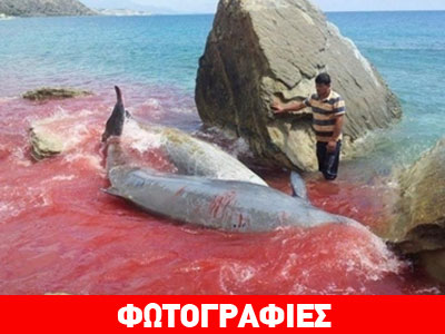 Ν. Κρήτη: Συγκλονίζει ο θάνατος του δελφινιού που εγκλωβίστηκε