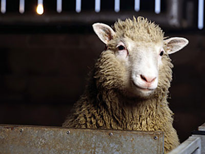 Με «επιτύμβια» πλάκα θα τιμηθεί η Ντόλι, το πρώτο κλωνοποιημένο πρόβατο