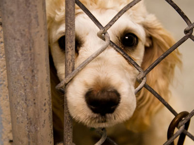 Πρωτιά Αττικής και Κρήτης στην κακοποίηση ζώων Πρωτιά Αττικής και Κρήτης στην κακοποίηση ζώων