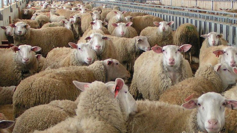 «Βροχή» τα πρόστιμα σε κτηνοτροφικές μονάδες της Δράμας