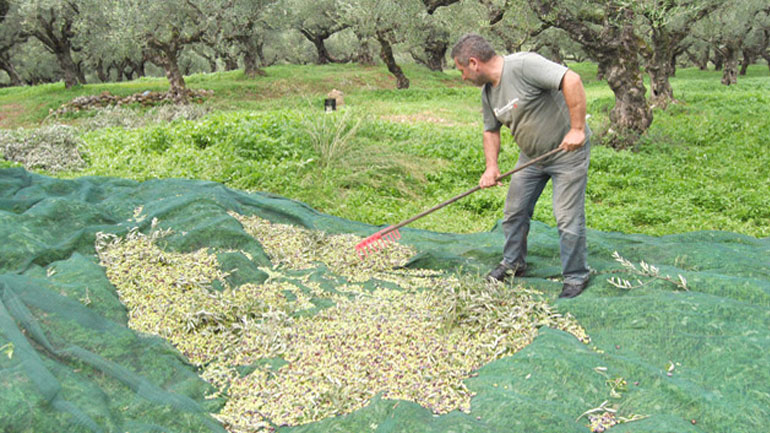 Πρόγραμμα κατάρτισης ελαιοπαραγωγών στην Ιταλία