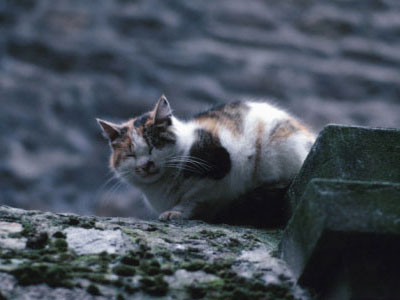 Λαμία: Εκπαιδευτικός πυροβόλησε και σκότωσε γάτα