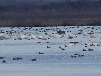 Πάνω από 10.000 κύκνοι στο Δέλτα του Έβρου