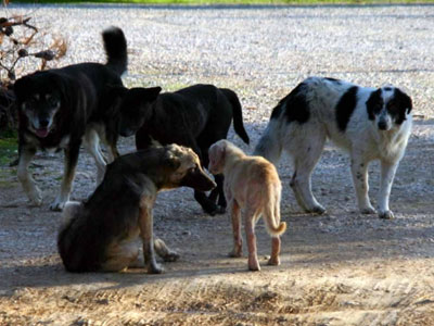 Σε καραντίνα το Δημοτικό Κυνοκομείο Βόλου