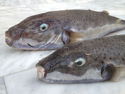 Το επικίνδυνο λαγόψαρο εμφανίστηκε και στις Κυκλάδες