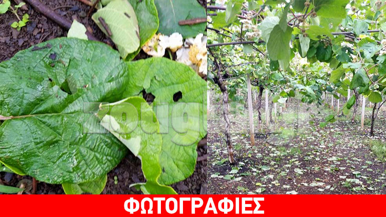 Χαλάζι κατέστρεψε καλλιέργειες στο Λιτόχωρο