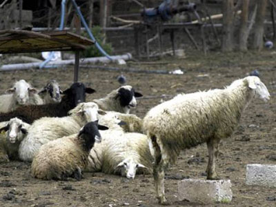 Κρήτη: Έκλεψαν ένα ολόκληρο κοπάδι