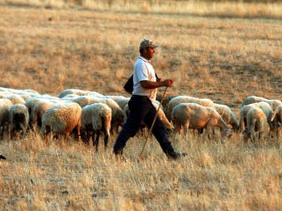 Επιβεβαιωμένο κρούσμα καταρροϊκού πυρετού στην Πάργα