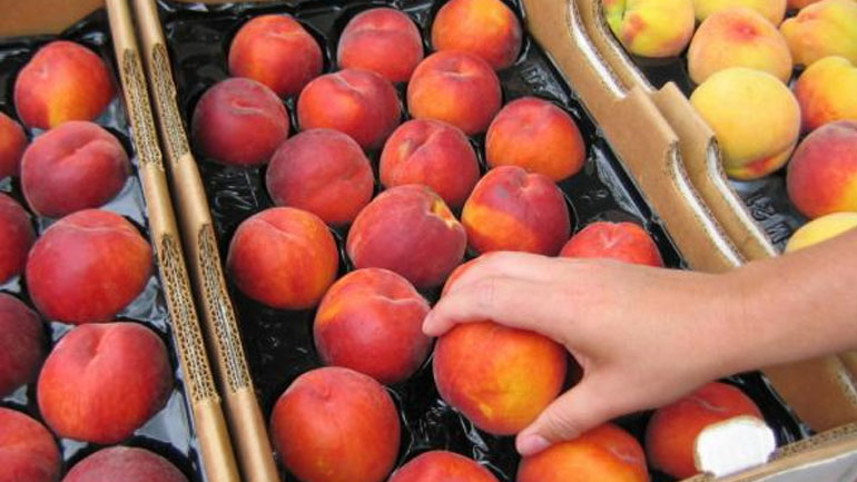 Μοιράζει δωρεάν ροδάκινα ο Δήμος Λαμιέων