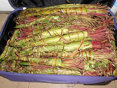 Κατασχέθηκαν στη Ρόδο 110 κιλά ναρκωτικά «ΚΗΑΤ»