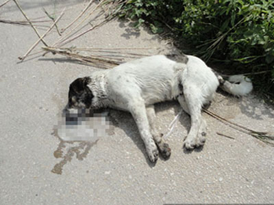 Πρέβεζα: Πέταξαν φόλες ακόμα και σε αυλές σπιτιών