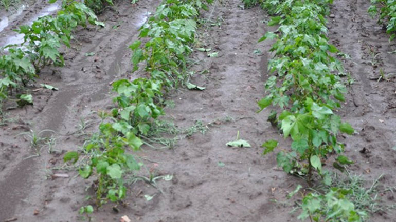 Τρίκαλα: Χιλιάδες στρέμματα καλλιεργειών καταστράφηκαν από το χαλάζι