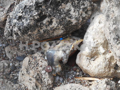 Ρόδος: Νεκρή θαλάσσια χελώνα σε παραλία του Αρχαγγέλου