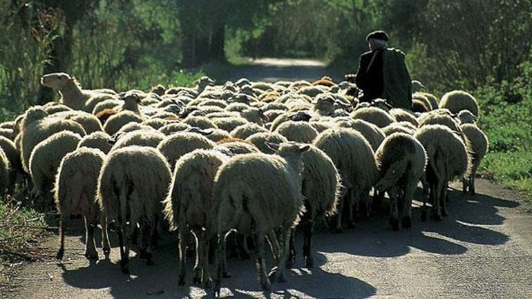 Εξιχνιάστηκε υπόθεση ζωοκλοπής στο Ηράκλειο