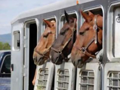 Έκλεψαν εννέα άλογα από περιοχή της Κοζάνης