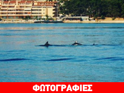 Δελφίνια επισκέφθηκαν το Αργοστόλι