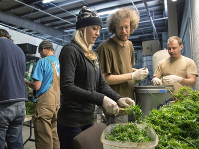 Στο Ανώτατο Δικαστήριο η πολιτεία του Κολοράντο για τη νόμιμη μαριχουάνα