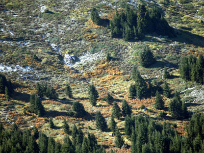 WWF Ελλάδας: Η συγκυβέρνηση χαρίζει ύπουλα τα δάση σε καταπατητές