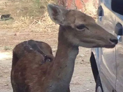 Ρόδος: Λαθροθήρες πυροβόλησαν νεαρό ελάφι