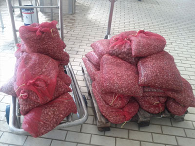 Αλεξανδρούπολη: Κατασχέθηκε ένας τόνος όστρακα