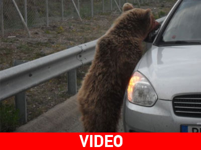 Τροχαίο με αρκούδα στην Εγνατία
