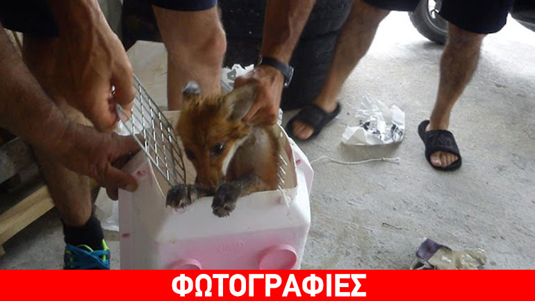 Iωάννινα: Αλεπού έπεσε από ταράτσα πολυκατοικίας