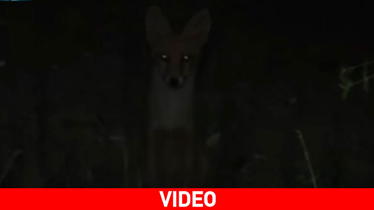 Αλεπού στο Τρίκορφο Ναυπακτίας κάνει βόλτες κοντά στην πλατεία