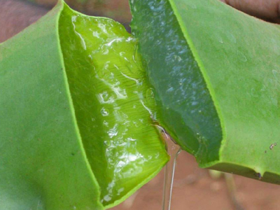 Αλόη: Το μυστικό για τέλεια επιδερμίδα