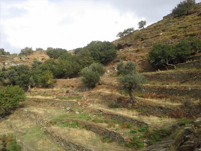 Ελεύθερος αφέθηκε ο συλληφθείς για πρόκληση δέκα πυρκαγιών στην Άνδρο