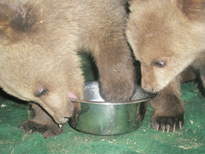 Με «Activia Δημητριακά» μεγάλωσαν τα δύο μικρά αρκουδάκια του Αρκτούρος