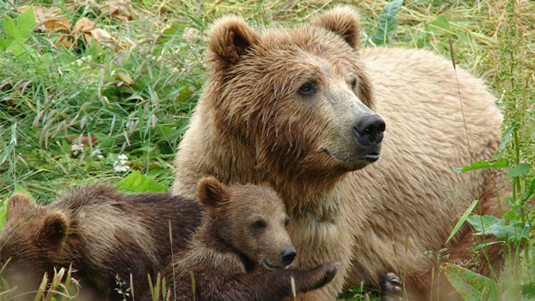 Ξάνθη: Υπό παρακολούθηση η αρκούδα που επιτέθηκε σε στάνη και έφαγε πρόβατα