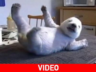 Το ορφανό αρκουδάκι που «έκαψε» καρδιές