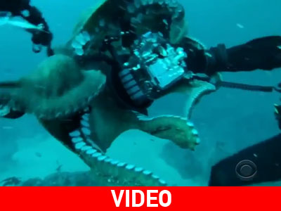 Χταπόδι παλεύει με δύτη για την κάμερά του