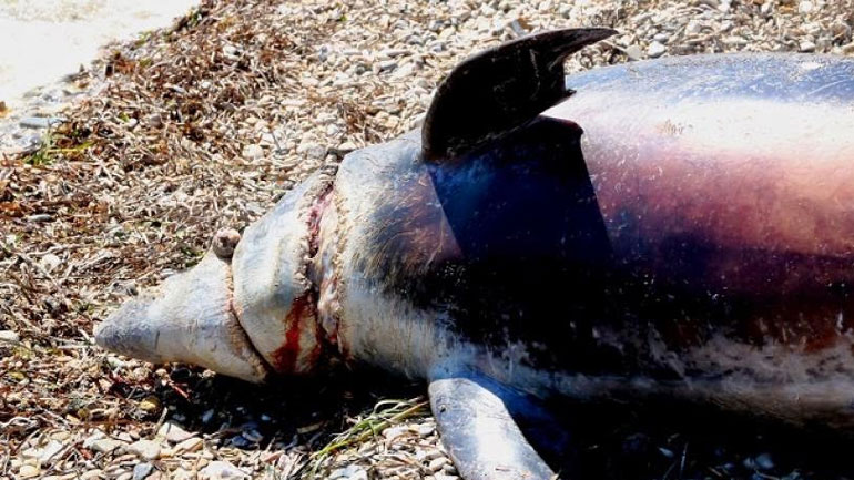 Θράκη: Εντοπίστηκε νεκρό δελφίνι σε παραλία