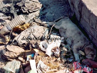 Κεφαλονιά: Σκότωσε στο ξύλο τον σκύλο του αλλά οι μάρτυρες δεν καταθέτουν