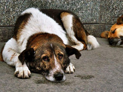 Ο Δήμος Μεσσήνης ταΐζει τα αδέσποτα