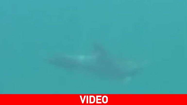 Εύβοια: Δελφίνι κολυμπά μαζί με λουόμενους στις Αλυκές