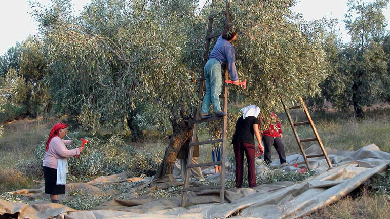 Έλληνας παραγωγός ελαιόλαδου: Ο πιο φτωχός