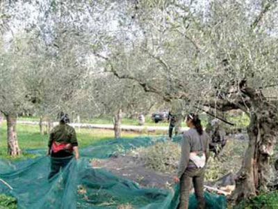 Χανιά: Πρόστιμα σε ελαιοπαραγωγούς για «μαύρη» εργασία
