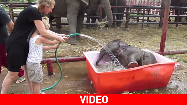 Ένα μικρό ελεφαντάκι απολαμβάνει το μπάνιο του