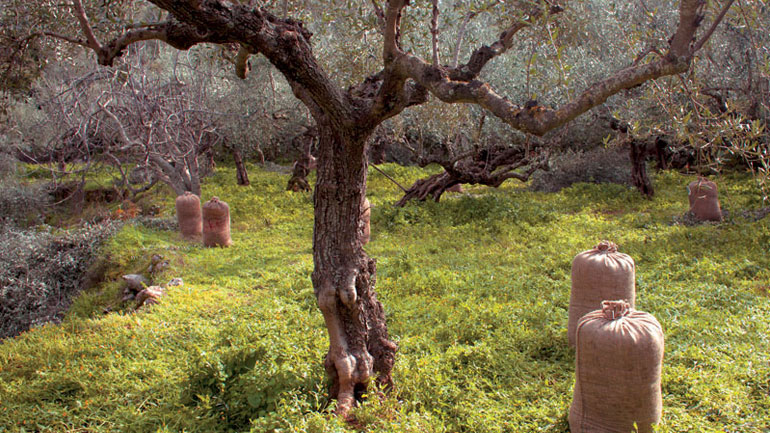 Λήμνος: Ηλικιωμένος βρέθηκε απαγχονισμένος στο χωράφι του