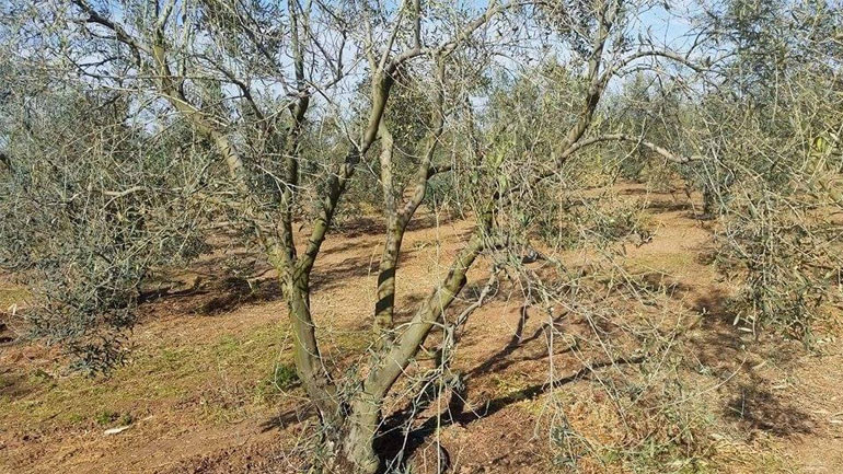 Μειωμένη φέτος η παραγωγή της ελιάς στη Χαλκιδική