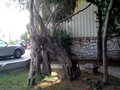 Κι η «Ελιά του Πλάτωνα» στο τζάκι