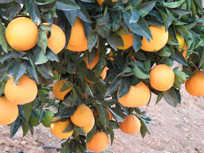 Απαγορεύεται η πώληση εσπεριδοειδών με κοτσάνι και φύλλα στα Χανιά