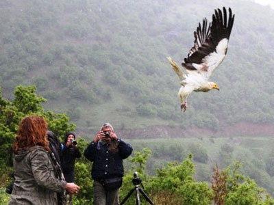 Κοζάνη: Προς την ελευθερία ξαναπέταξε σπάνιο είδος γύπα