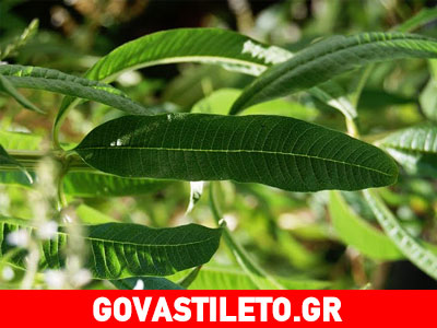 Το «μαγικό» βότανο που διώχνει την κυτταρίτιδα