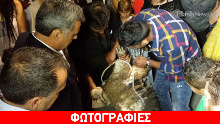 Γύπας προσγειώθηκε σε γάμο στα Ζωνιανά