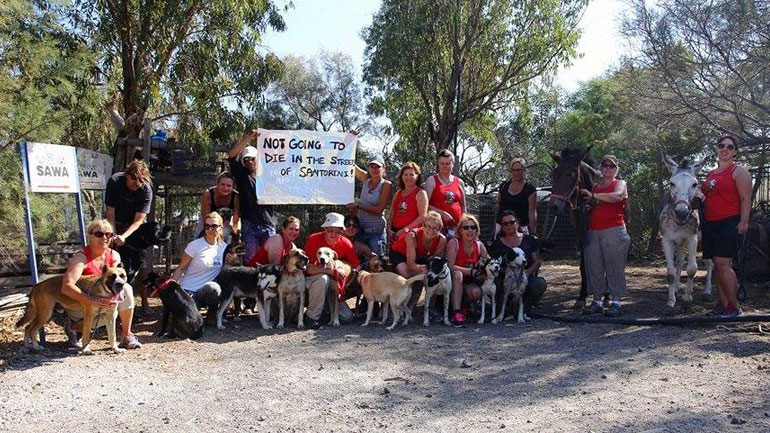 Φιλόζωοι Σαντορίνης: Ο Δήμος πετά στο δρόμο τα αδέσποτα του Καταφυγίου