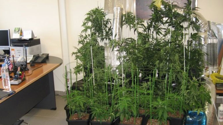 Ηράκλειο: Δεν προφυλακίστηκε ο γιατρός καλλιεργητής κάνναβης