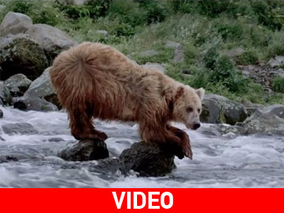 Οι δημιουργοί του Avatar έκαναν 3D ντοκιμαντέρ για αρκούδες